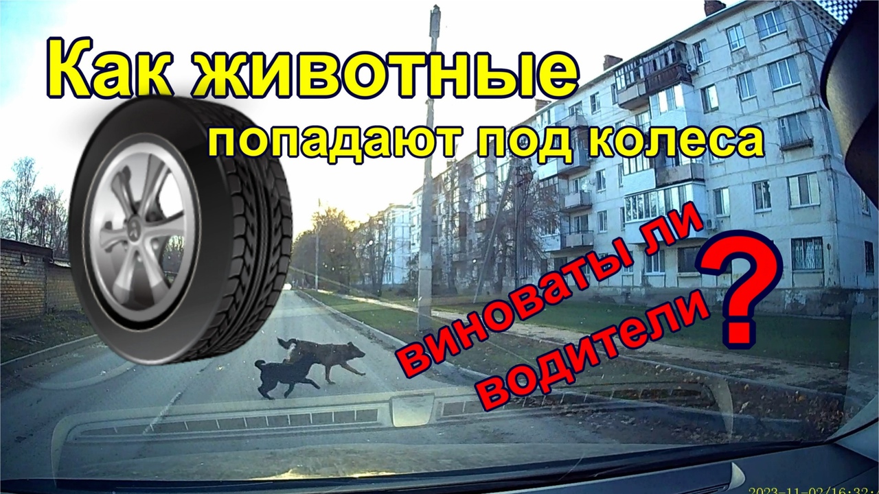 Как животные попадают под колеса. How animals get run over смотреть онлайн
