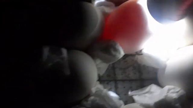 Овоскопирование яиц//как проверить на оплод яйцо до закладки в инкубатор... смотреть онлайн