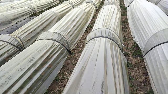 Агроволокно чи плівка? смотреть онлайн