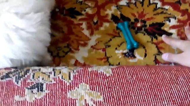 Моя французская болонка Феня смотреть онлайн