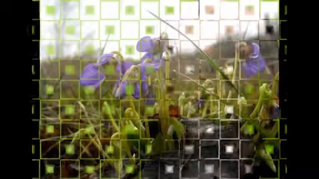 красивая природа тайги фото beautiful nature taiga photo смотреть онлайн