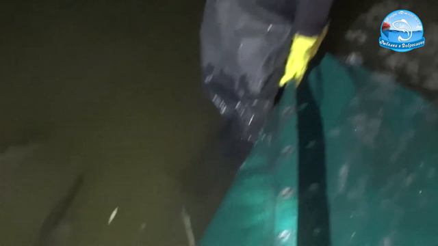 Рыбалка в Одессе (с. Доброслав). Зарыбление крупным судаком 19.11.2020 смотреть онлайн