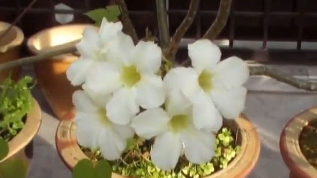 Sunset and more adenium смотреть онлайн