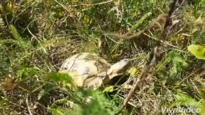 #Рептилии. Прогулка среднеазиатской #черепахи