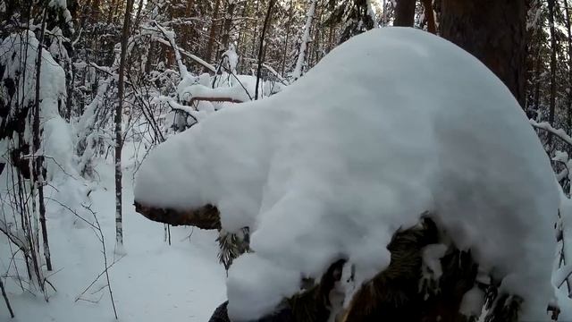 Охота на Куницу капканами Сезон 21 22 / УДАЧНО! смотреть онлайн