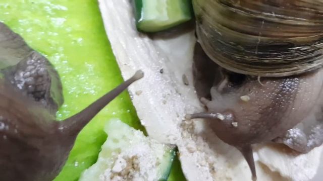 КАК ЖУЮТ УЛИТКИ #УЛИТКИ #АХАТНА #КАКЖУЮТУЛИТКИ смотреть онлайн