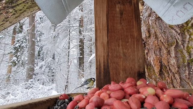 камера в кормушке для птиц/camera In Birds Feeder At Wintertime, Moscow Region