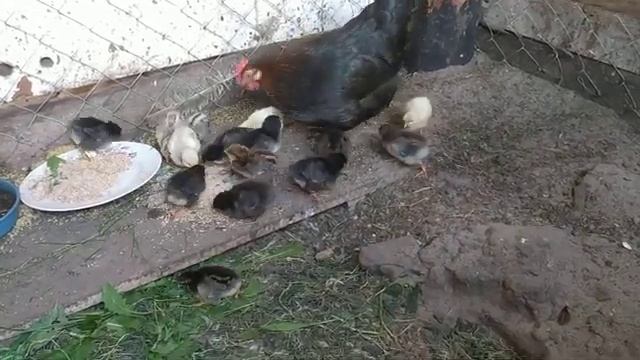 Перевела цыплят на молотое зерно. смотреть онлайн