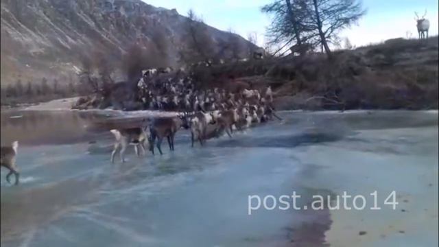Под Оленями Провалился Лед. Редкое видео с миграцией Диких Оленей. Якутия смотреть онлайн
