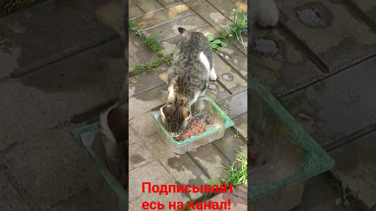 Котëнок и обед! смотреть онлайн