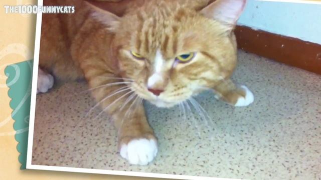 РЖАКА! Чихает и кашляет мой рыжий кот...) смотреть онлайн