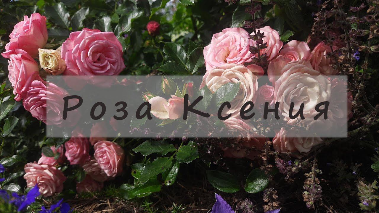 Роза Ксения (Xenia). W. Kordes' Söhne Германия