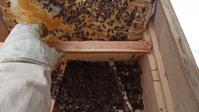 ПОДКОРМКА ПЧЁЛ В ПОСЛЕДНИЙ ДЕНЬ МАРТА 2022. Начинающие пчеловоды. смотреть онлайн