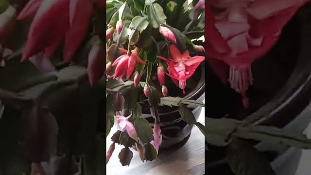 Мой декабрист смотреть онлайн