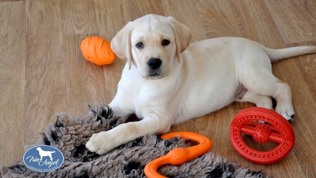 Что нужно подготовить для щенка лабрадора к появлению в доме? смотреть онлайн
