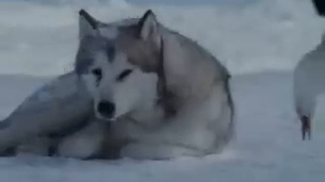 Вот что значит преданность смотреть онлайн