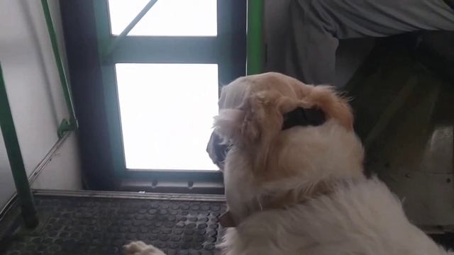 Как приучить борзую собаку ездить в автобусе. Борзая смотреть онлайн