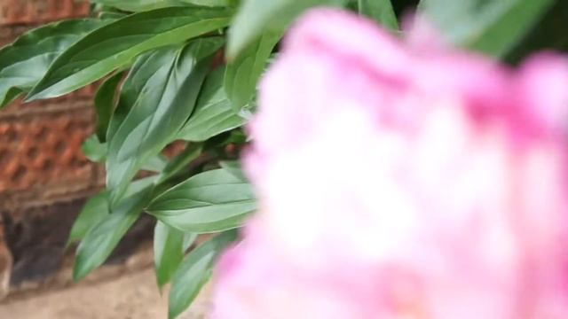 Съемка на Sony nex 5,MP4 1440х1080,Без конвертирования смотреть онлайн