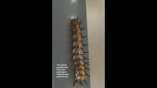 Purple Passion Vine Native Plant Profile || Passiflora Incarnata