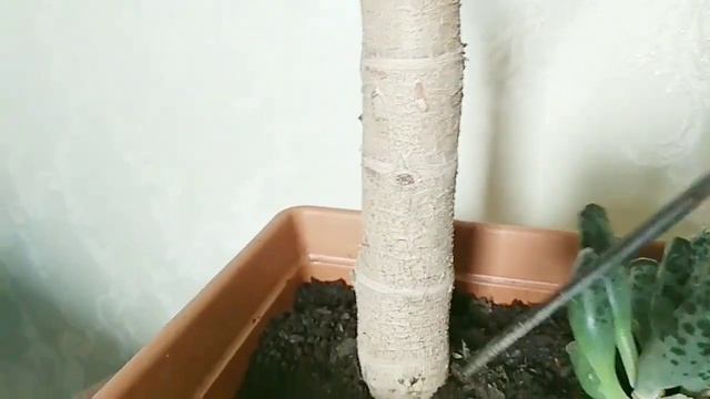 Преображение (обрезка) Красулы (Денежного дерева) смотреть онлайн