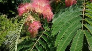 Акация шёлковая ленкоранская Альбиция