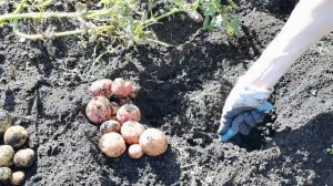 Копаю картофель ГОРНЯК от Садов России. Урожай 2023 года из 10 картофелин за 260 рублей.
