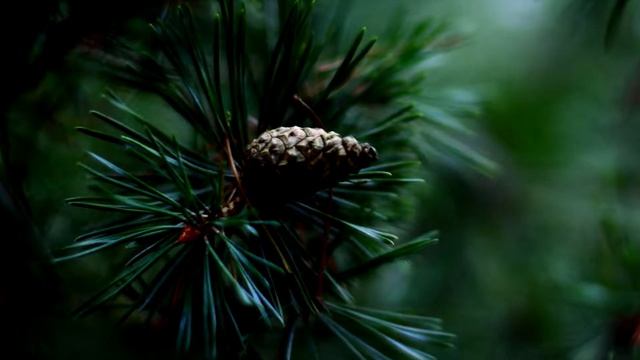 Что будет если проглотить ИГОЛКУ ? смотреть онлайн