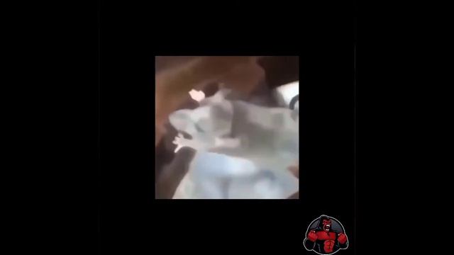 Забавные и смешные моменты из жизни животных. смотреть онлайн