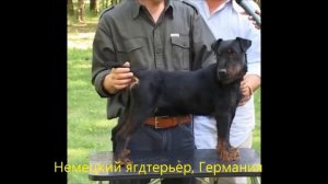 Породы собак: Терьеры