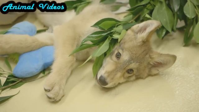 Nature #5 Волчонок Baby Wolf Животные Природа Красивое видео Animal videos смотреть онлайн