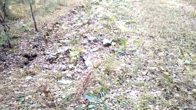 Почему не зарастают просеки?