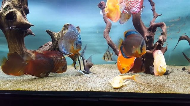 Мой аквариум с дискусами. Очередная часть. Discus fish | Kiev смотреть онлайн