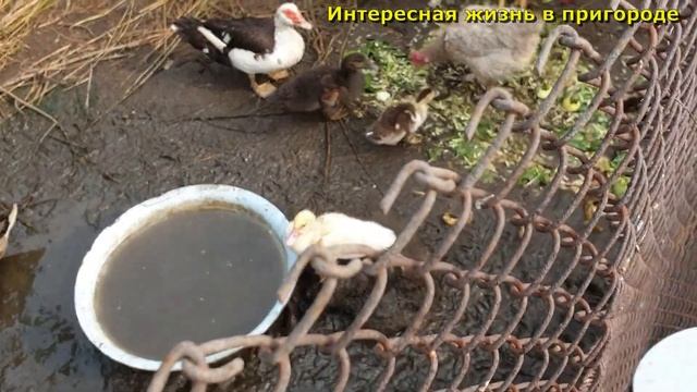 Свиные рёбра запечённые в скороварке, Завтрак, Вкусный супчик на скорую руку, Влог смотреть онлайн