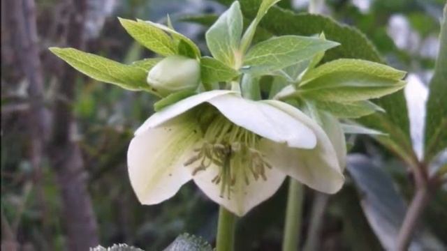 РОЖДЕСТВЕНСКАЯ РОЗА - символ вечной жизни смотреть онлайн
