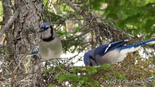 A lot About Blue Jays смотреть онлайн