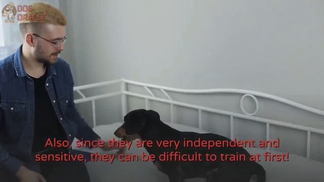 Top 15 Low Maintenance Dog Breeds ?You Wouldn't Have Expected? смотреть онлайн