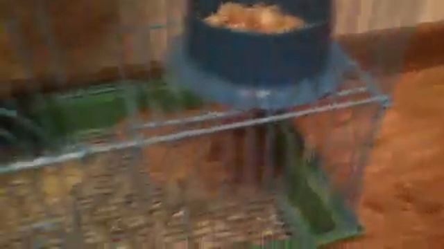 Клетка для песчанок,хомяков... смотреть онлайн