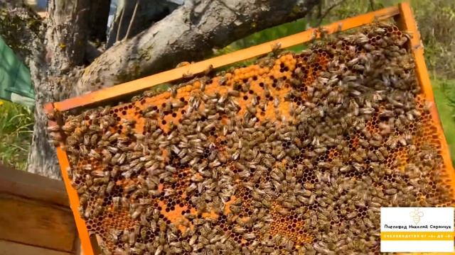 СОДЕРЖАНИЕ ПЧЁЛ В УЛЬЯХ-ЛЕЖАКАХ (УКРАИНА) смотреть онлайн