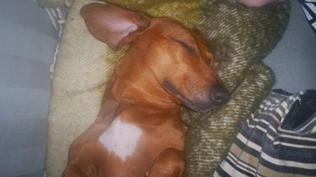 Ctrl Alt Delete Tha dragon for tha bbq смотреть онлайн