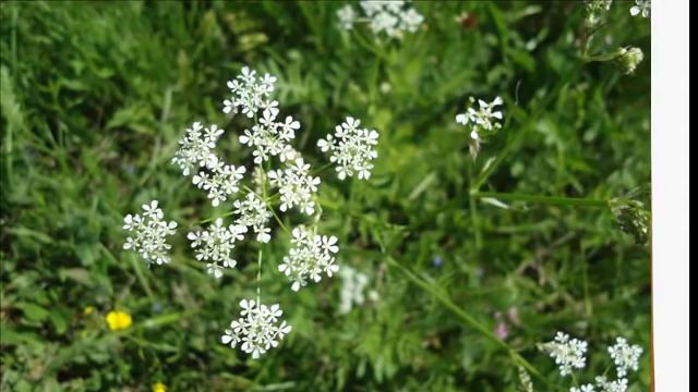 Исполнения желания за 100 дней смотреть онлайн