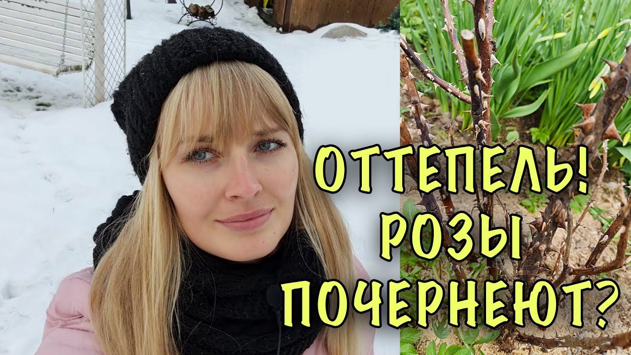 УЖАС РОЗОВОДОВ! ОТТЕПЕЛЬ в разгар зимы. Что БУДЕТ с розами и как ИХ СПАСТИ смотреть онлайн