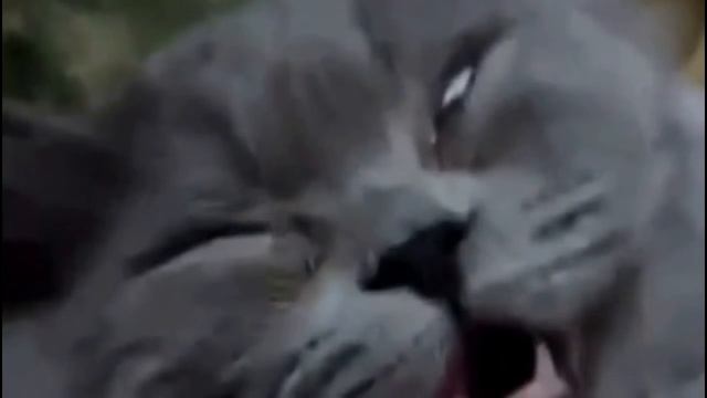 Котики ну просто коты!!! смотреть онлайн