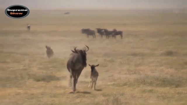 ЖИВОТНЫЕ В ДЕЛЕ! Версус льва, крокодила, леопарда, гиены, гепарда, диких собак. ЧАСТЬ 1 смотреть онлайн