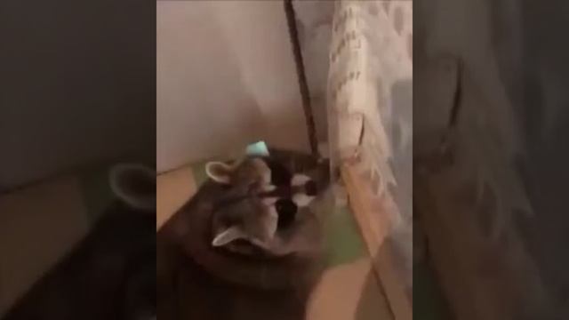 Енот жесть купили смотреть онлайн