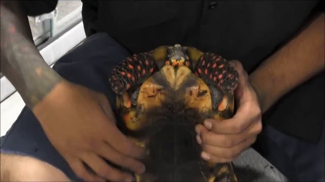 Adult Red Footed Tortoises смотреть онлайн