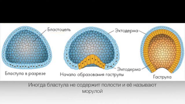 Онтогенез смотреть онлайн