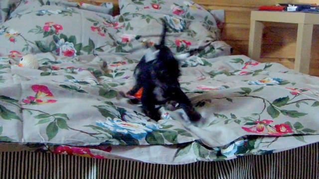 Щенки ксоло смотреть онлайн