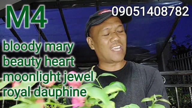 LIVE SELLING TOP RARE SUPER TOP RARE BOUGAINVILLEAS IN POTS OCT 8, 2022 2 Bundles 1 Free Top Rare смотреть онлайн