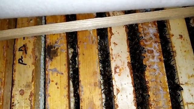 Пчеловодство .Зимовка пчёл без подкормок-проблем .Секреты зимовки пчёл. 4.03.2023г.Rectum К--держит смотреть онлайн