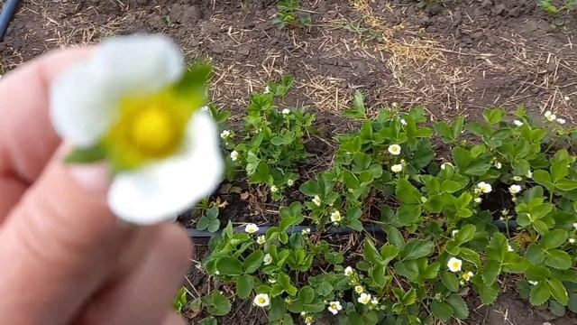 опрыскиваю клубнику фунгицидом свитч смотреть онлайн